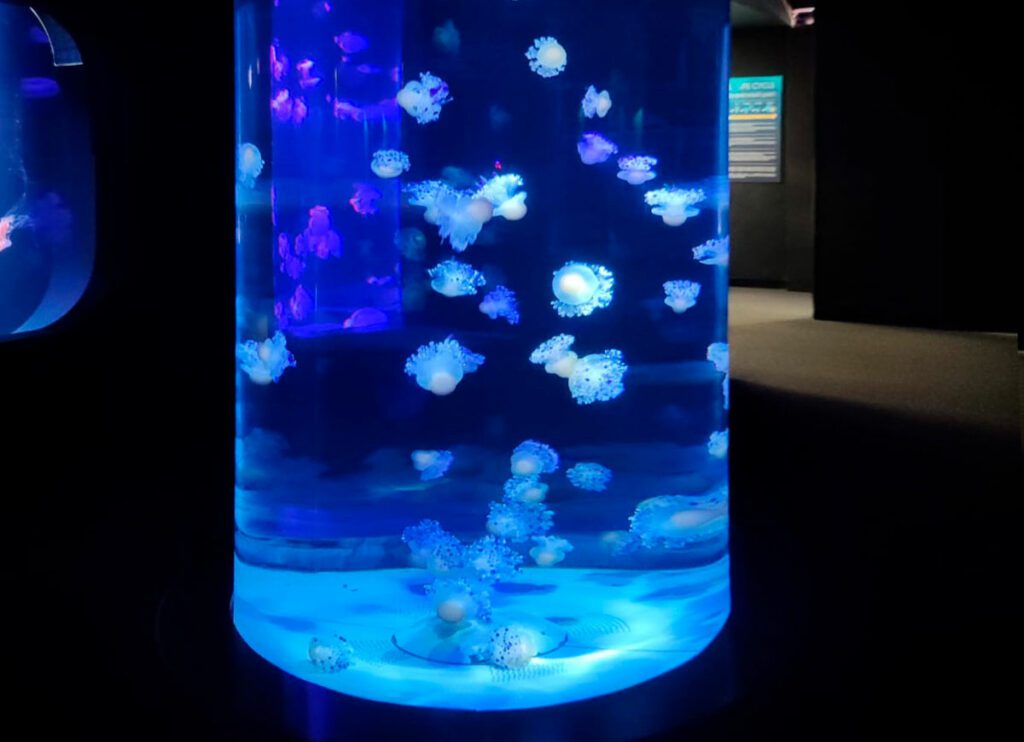 Loro parque. Iluminación de medusas