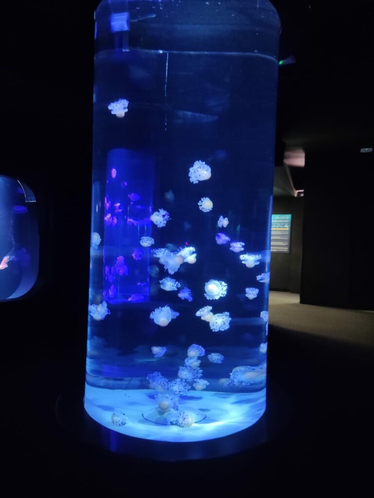 Loro parque. Iluminación de medusas